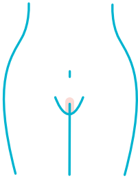 órgão genital mulher