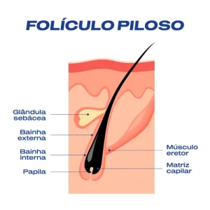 foliculo_piloso